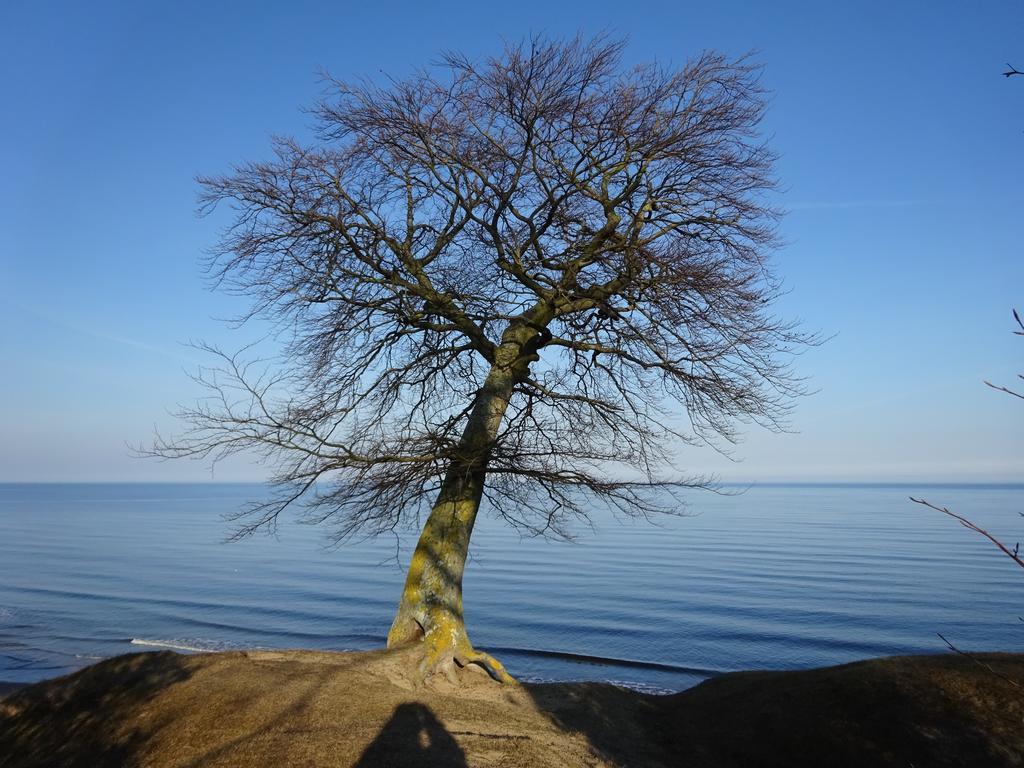 Solrosen I Simrishamn - Oesterlen Bagian luar foto