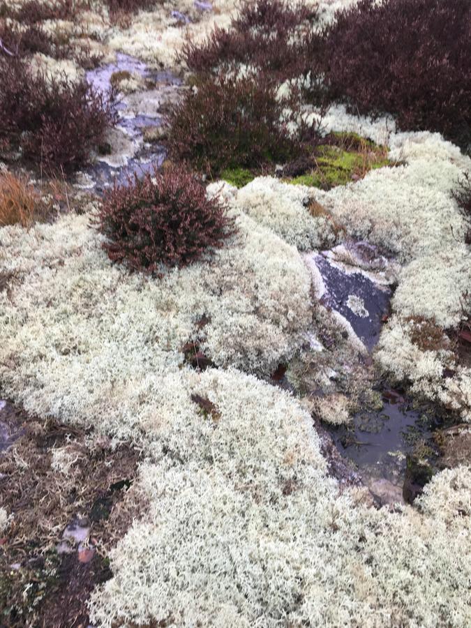 Solrosen I Simrishamn - Oesterlen Bagian luar foto